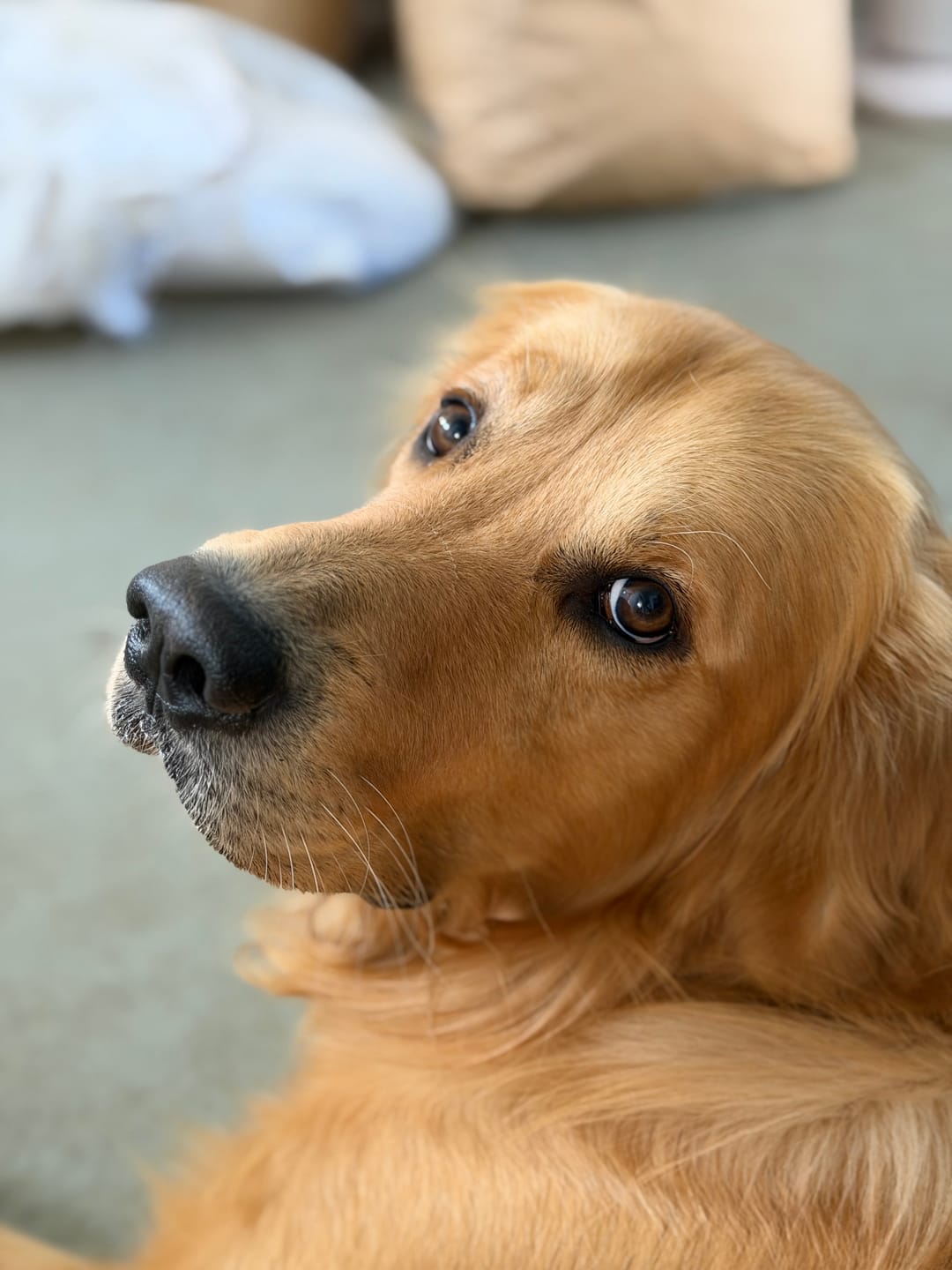 Customer photo review of Magen & Darm Kräuter für Hunde "LOCO COLO"