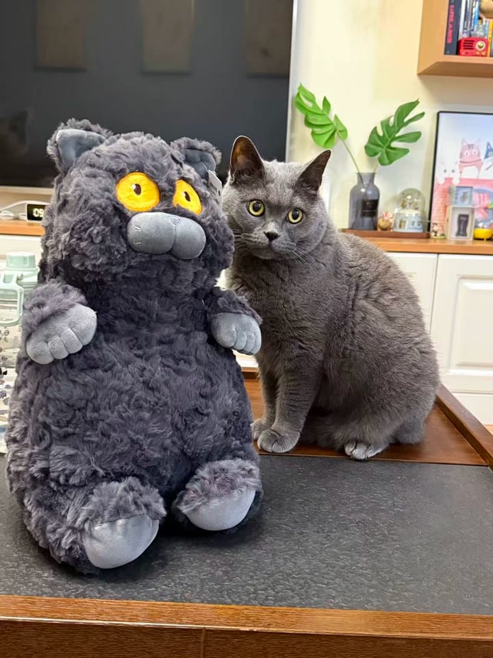 Customer photo review of Einstein Cat