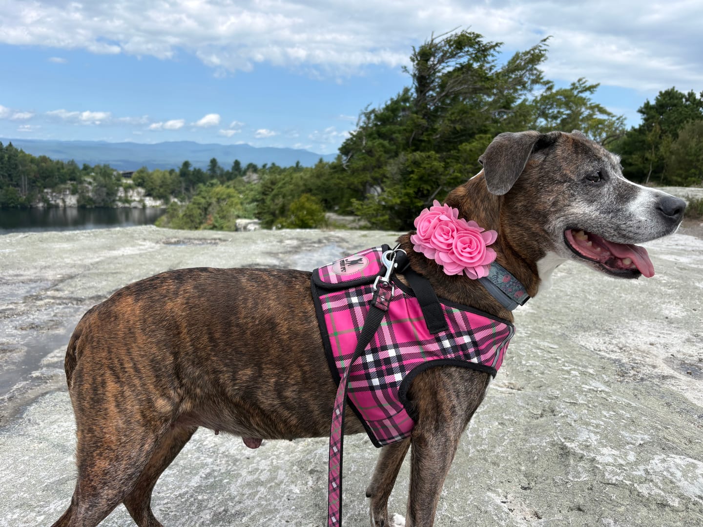 Customer photo review of K9 Immune™