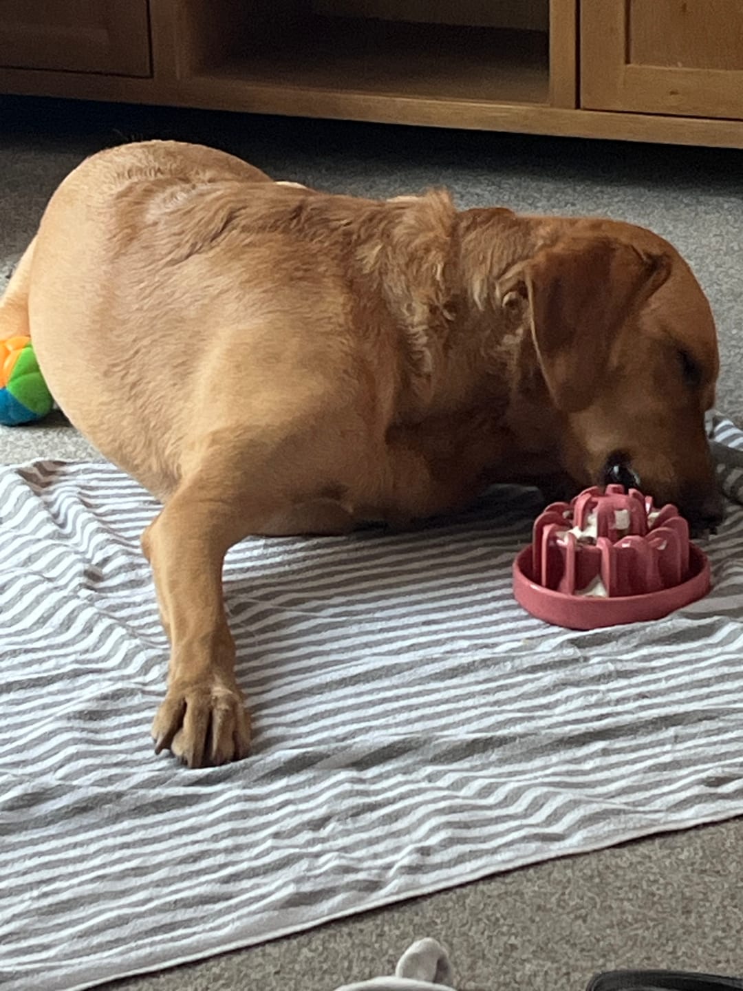 Customer photo review of FreezLava Heavy-Duty Enrichment Chew