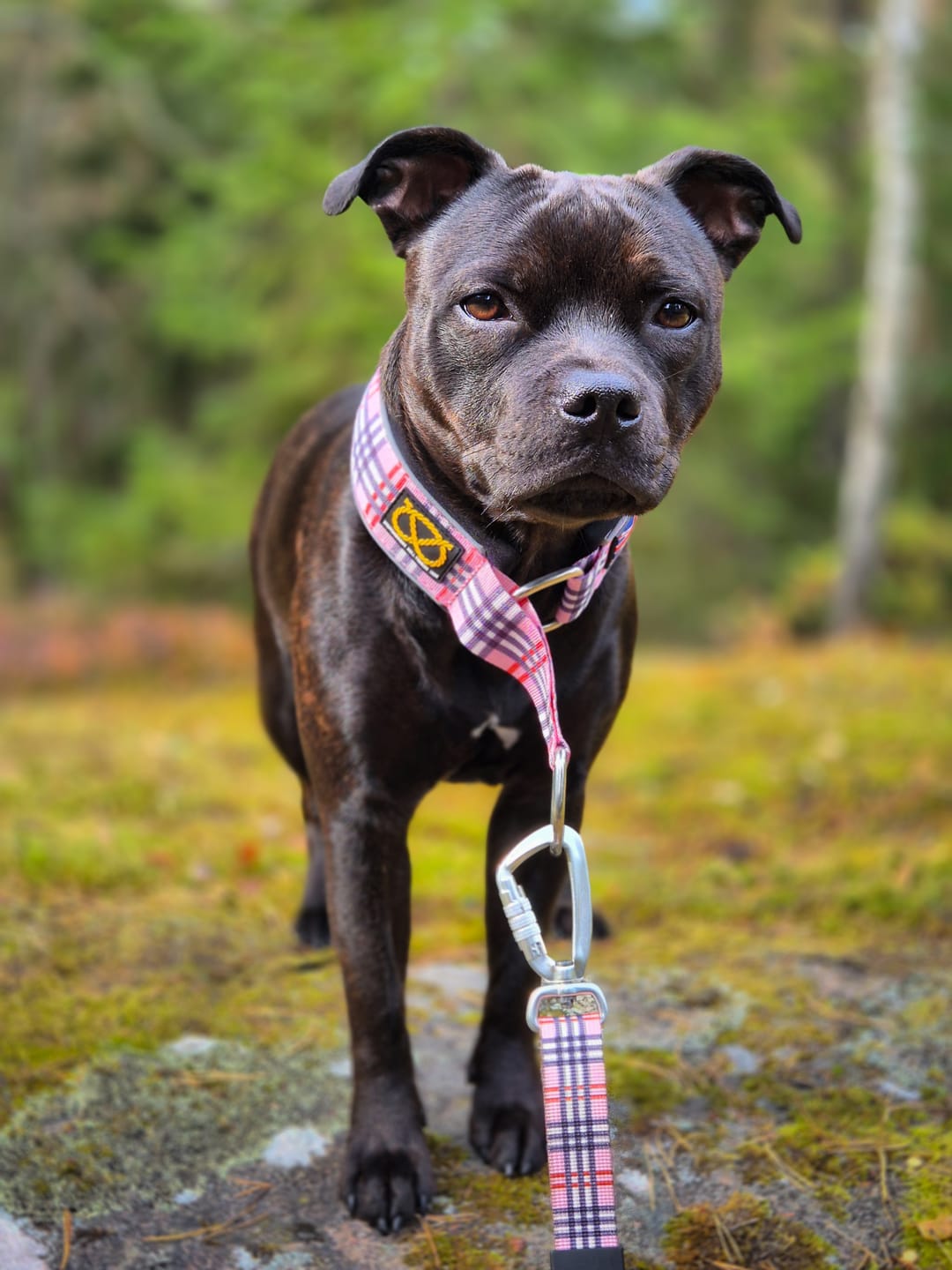 Customer photo review of Staffordshire Bull Terrier 1935® Martingale Collar - Staffburry Pink