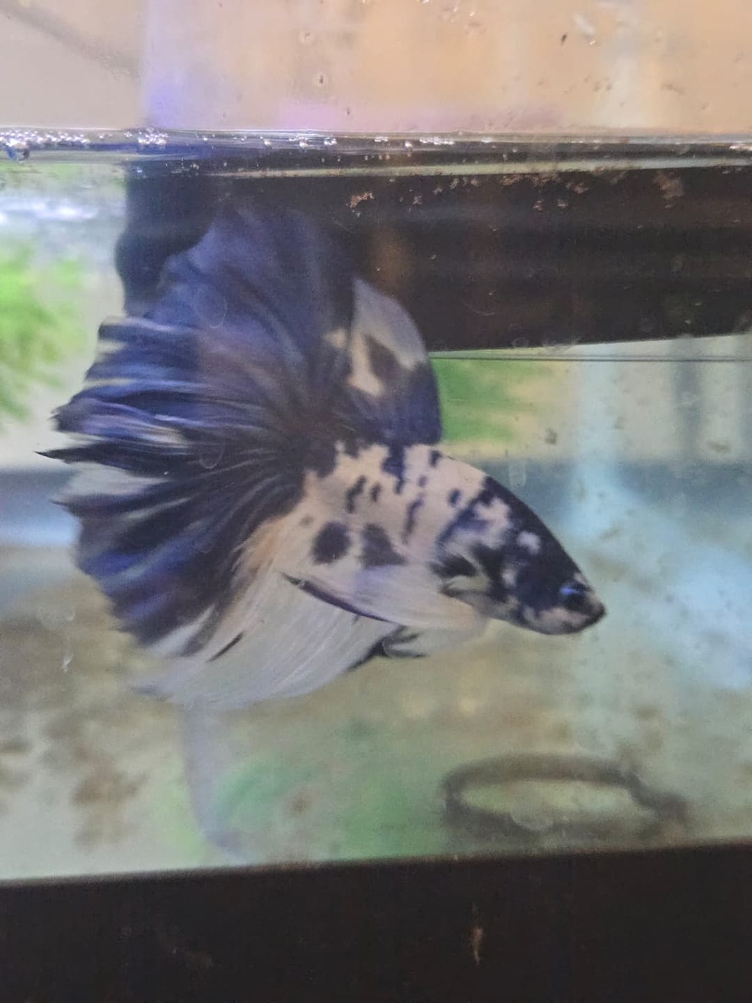 Customer photo review of Blue Marble Dot Halfmoon Male Betta Fish | Grower Pick