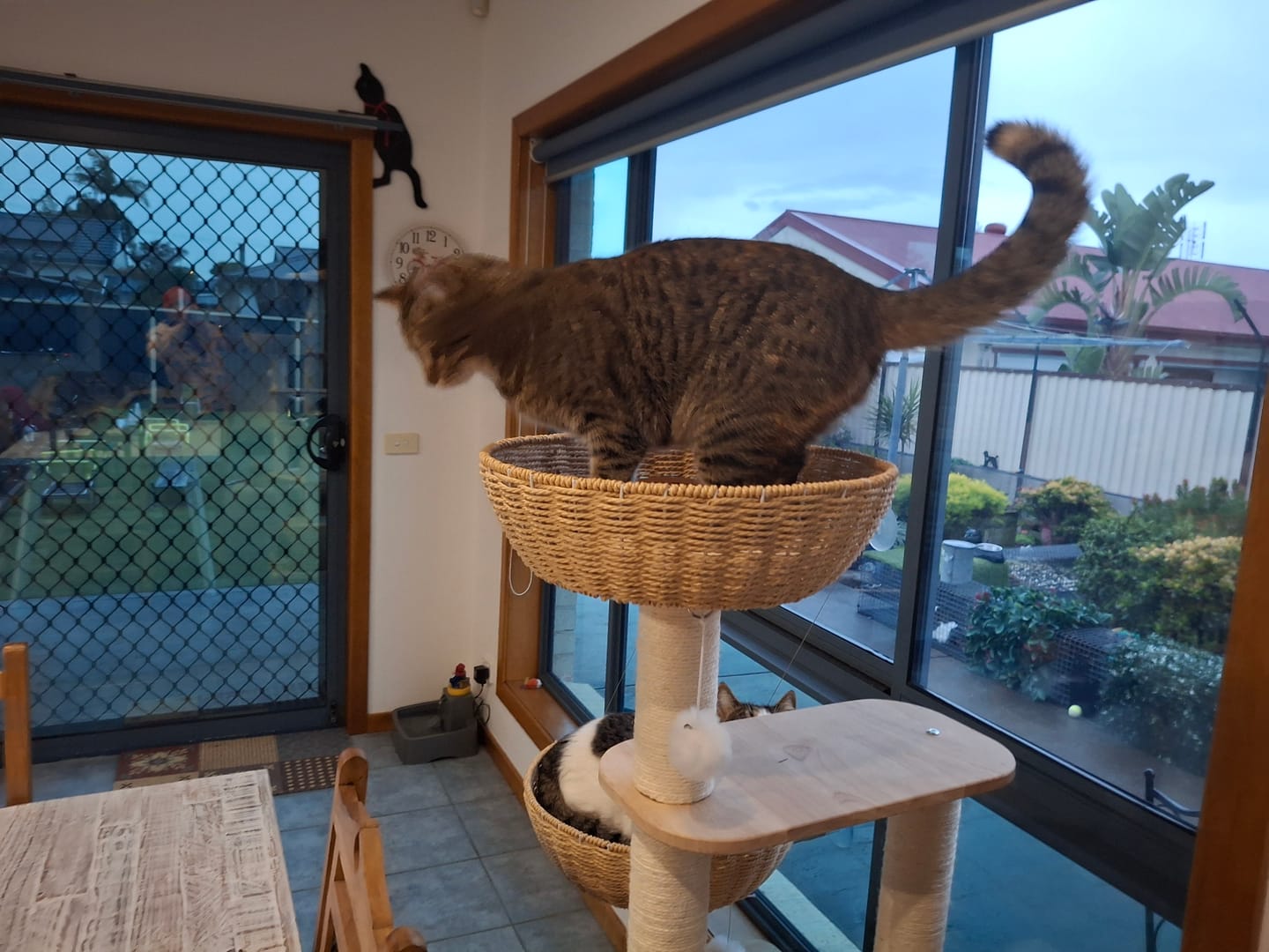 Customer photo review of Oak Cat Tower – 6 Levels with Woven Rattan Beds (90855)