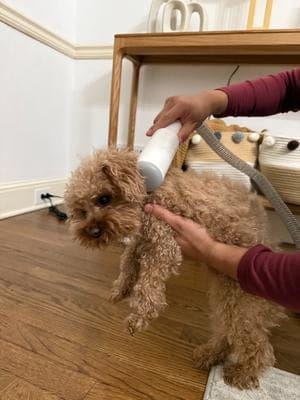Customer photo review of Dog Grooming Vacuum Kit