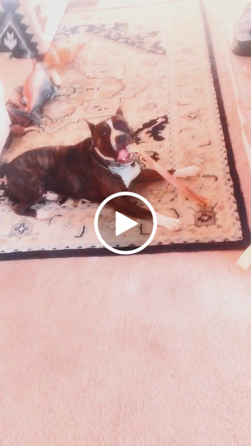 Customer video review of Ostrich Long Bone (19" x 3.5"): The Ultimate Challenge for Medium, Large & Extra-Large Dogs