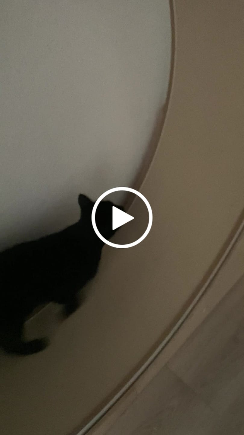 Customer video review of Sofort verfügbare Katzenlaufräder von ELMATO