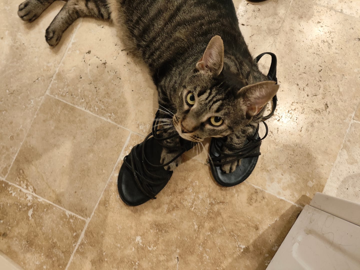 Customer photo review of Croquettes Poulet Frais pour Chat - Mig