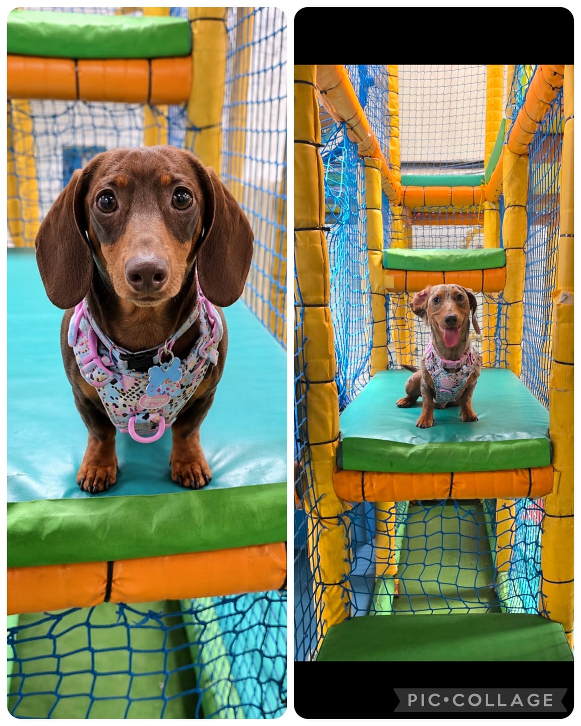 Customer photo review of Trail & Glow Dog Harness Bundle Set - Colour Drops - Spring Dreams