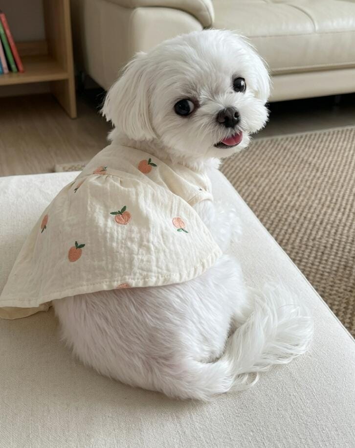 Customer photo review of Cherry Printed Dog Cat Dress With Hat