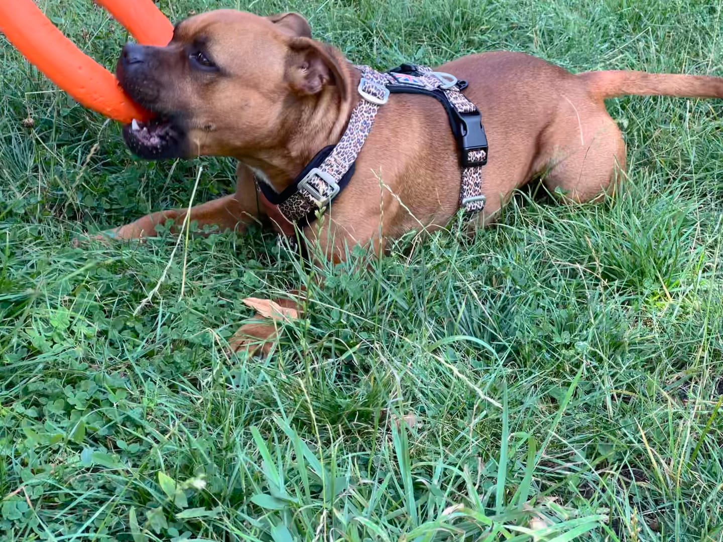 Customer photo review of Staffordshire Bull Terrier 1935® Pull Ring - Orange - 1pc