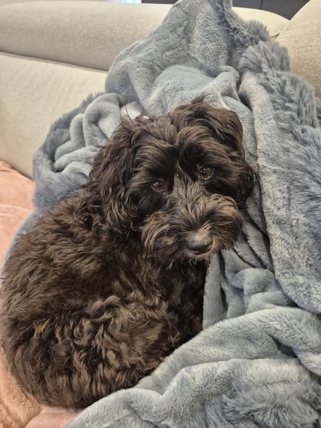 Customer photo review of The Cloud Blanket
