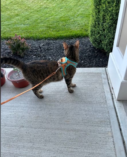 Customer photo review of Escape-Proof Cat Harness + Leash — Reflective Vest