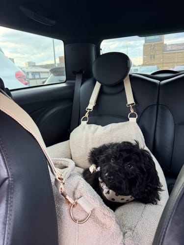 Customer's black cavapoo puppy resting in the beige sherpa Cosy Car Seat installed in a car backseat.