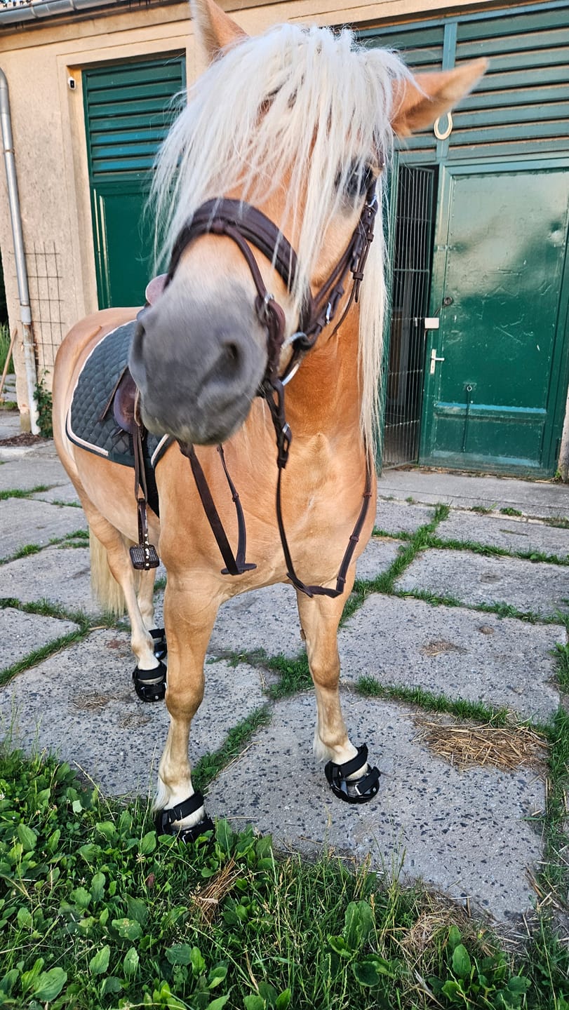 Customer photo review of Renegade® Viper Shield™ Hoof Boot - Black Knight