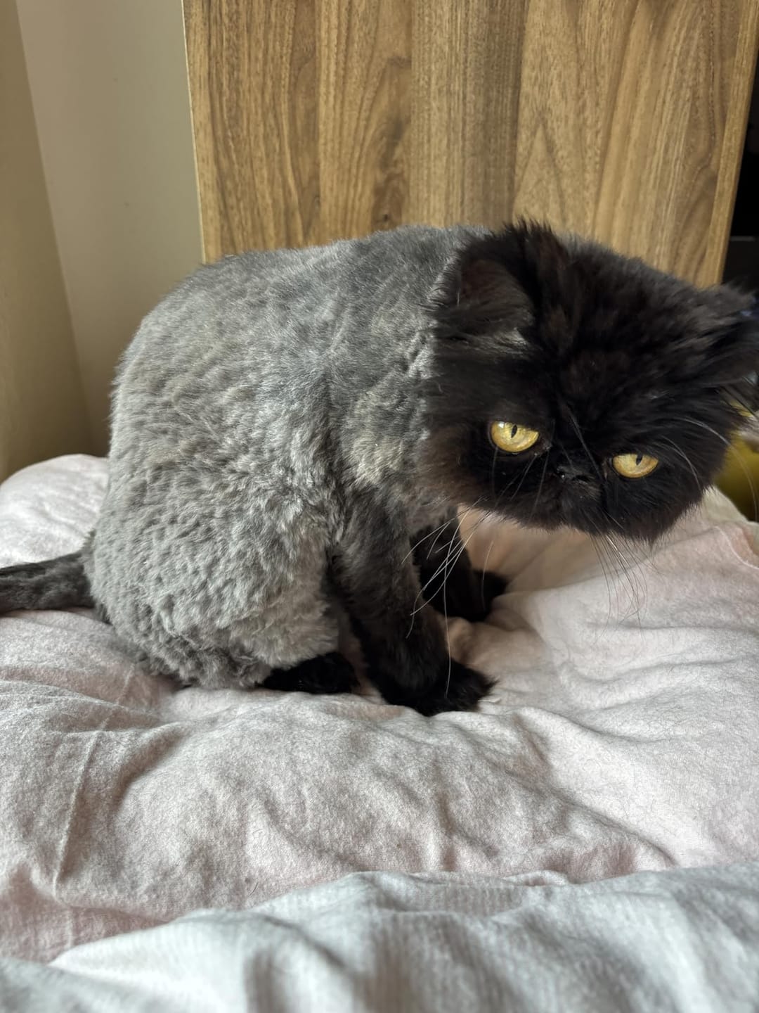 Customer photo review of Dog Grooming Vacuum Kit