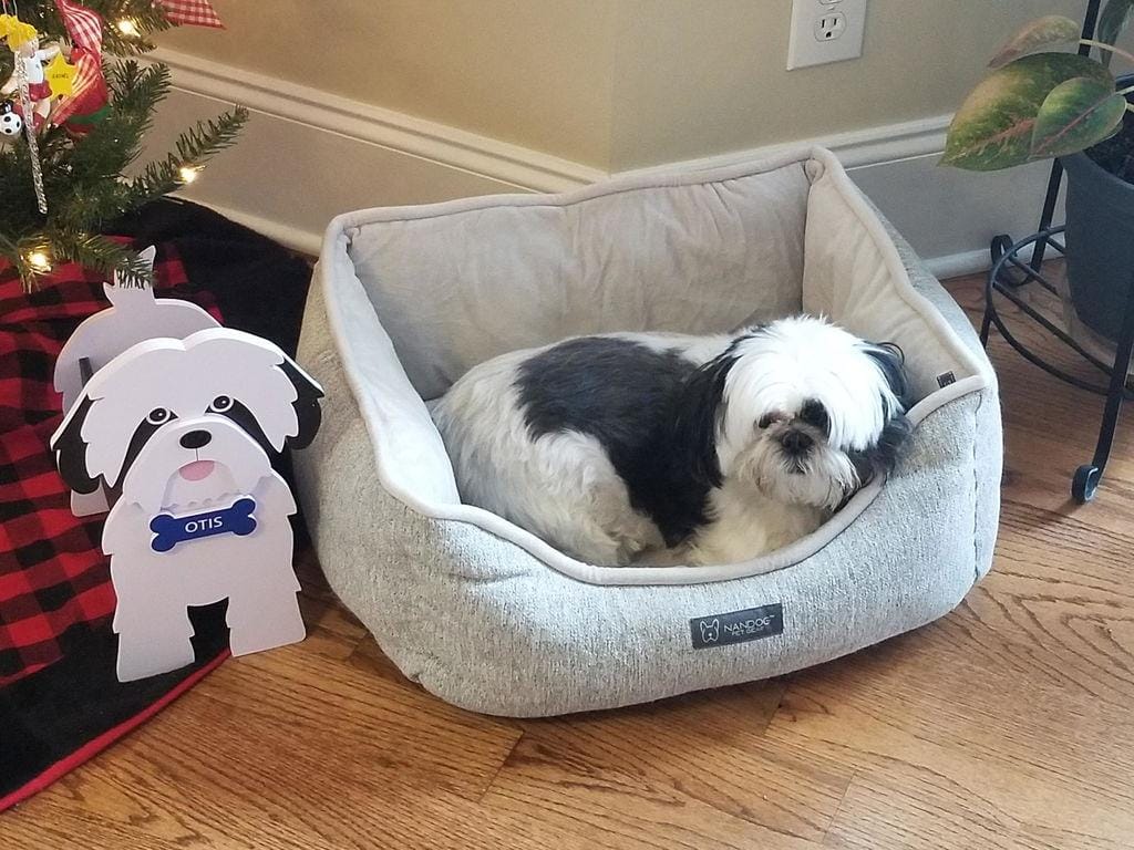 Customer photo review of Dog Planter - Shih Tzu
