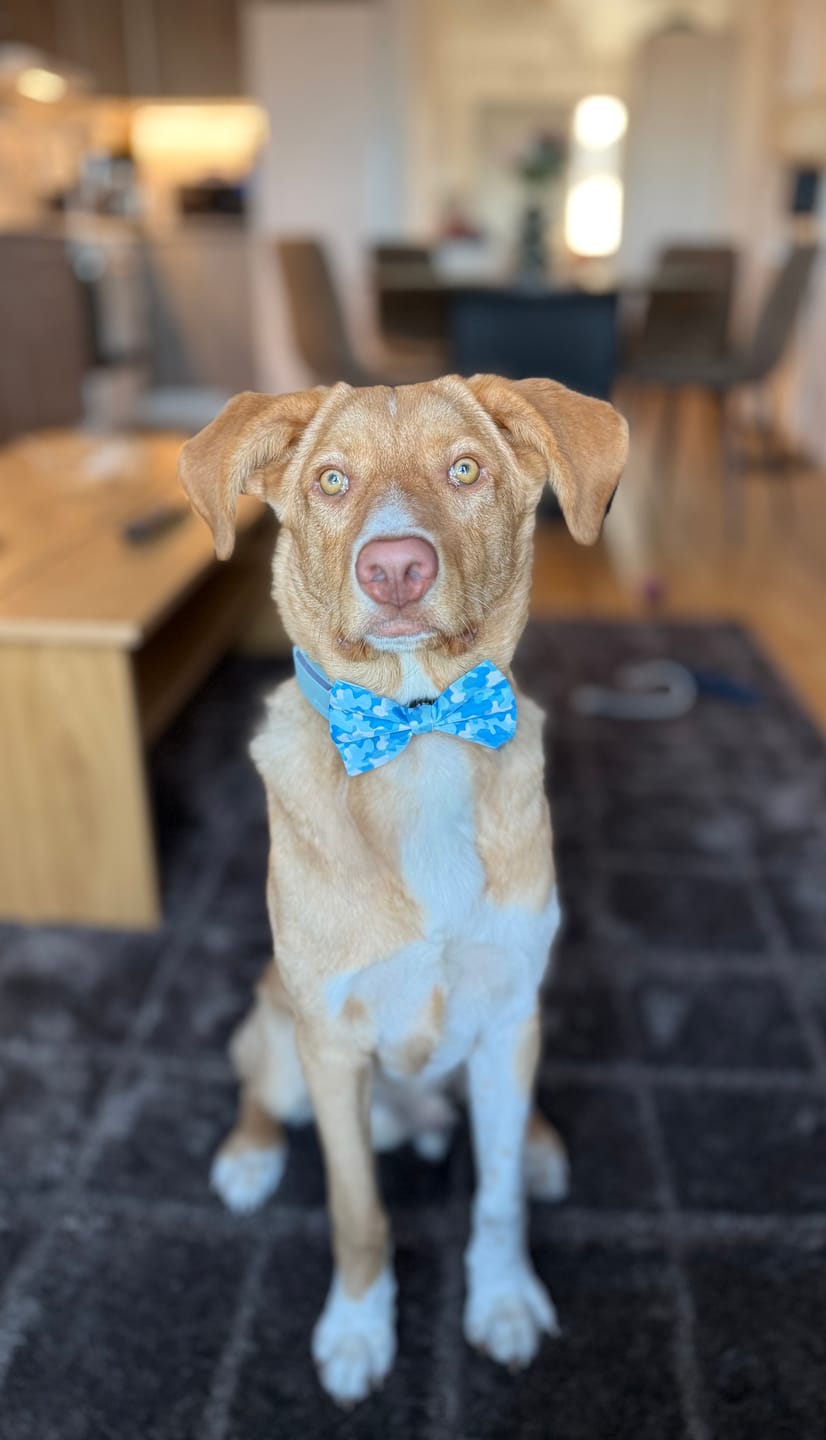 Customer photo review of Fluga - Blue Camo