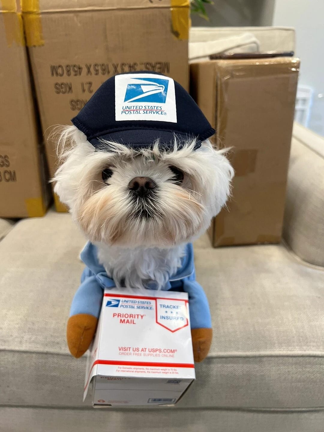 Customer photo review of Dog Mail Carrier Costume USPS