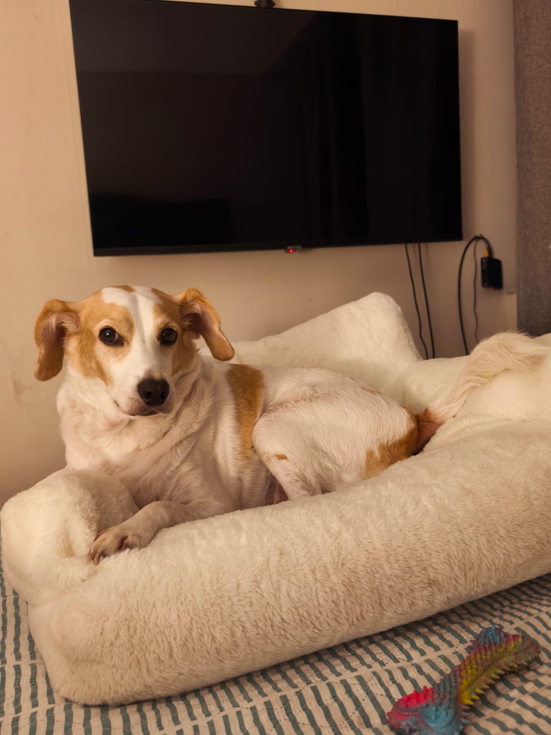 Customer photo review of Sofa Vintage THE DOGS