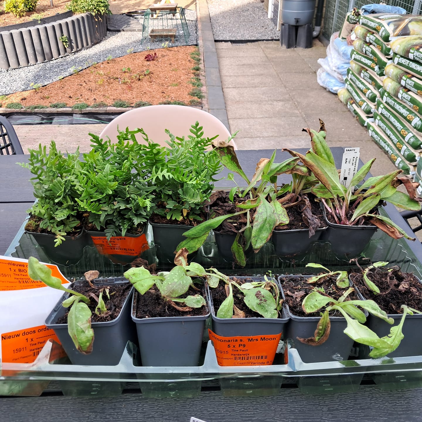Customer photo review of Longkruid - Pulmonaria saccharata 'Mrs Moon'