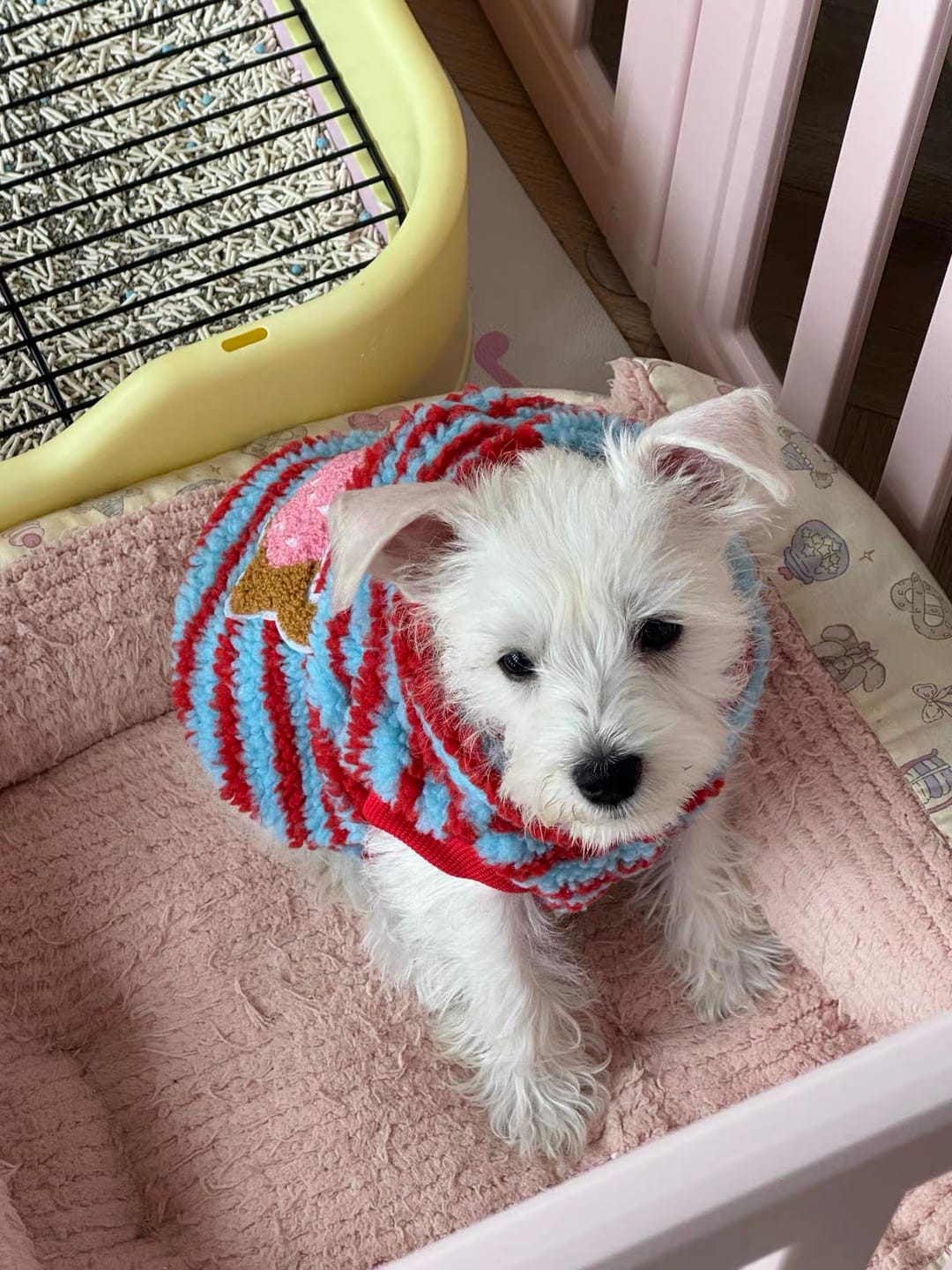 Customer photo review of Fleece Striped Dachshund Dog Cat Harness Hoodie – Warm, stylish, and functional all in one.