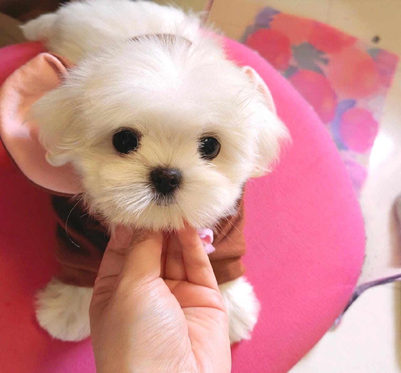 Customer photo review of Pet Sweatshirt Warm Fleece Cosplay Hoodies