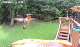 Customer photo review of Smart Solar Hummingbird Feeder with HD Camera