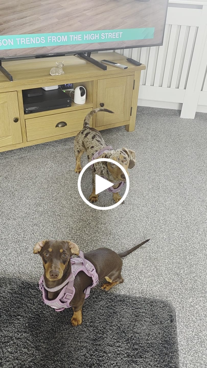 Customer video review of Trail & Glow Tweed Dog Harness - Colour Drops - Plum Tweed
