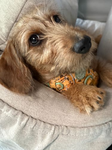 Customer's puppy relaxing in a car seat wearing the patterned Wanna-Bee harness