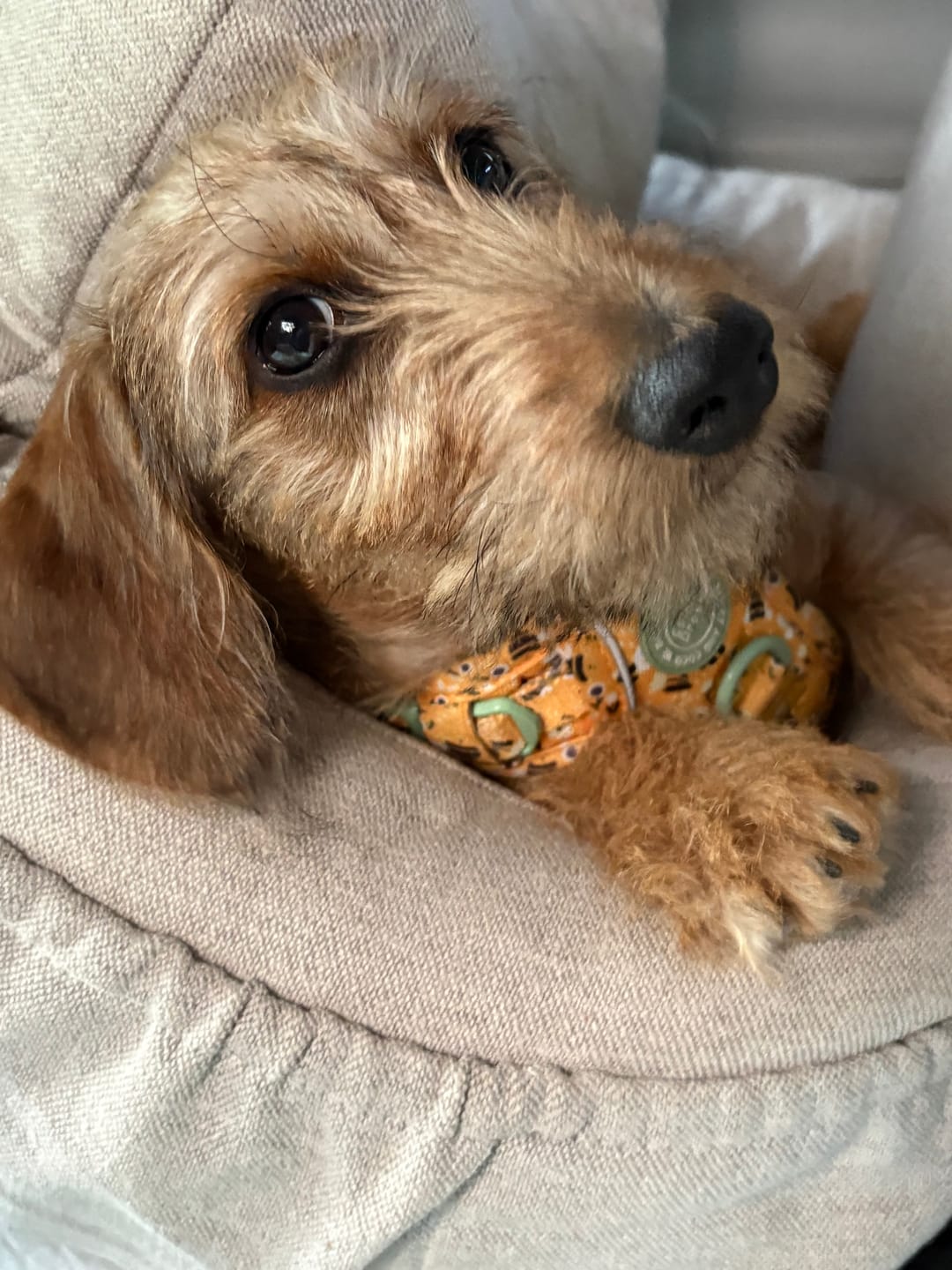 Customer photo review of Trail & Glow Dog Lead 5ft - Colour Drops - Wanna-Bee