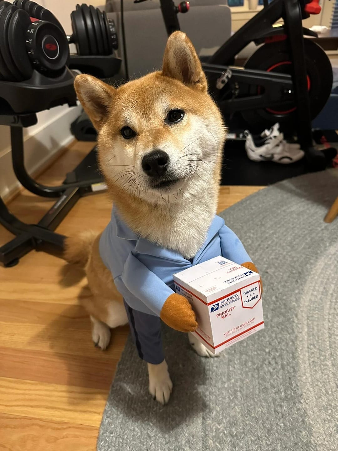 Customer photo review of Dog Mail Carrier Costume USPS