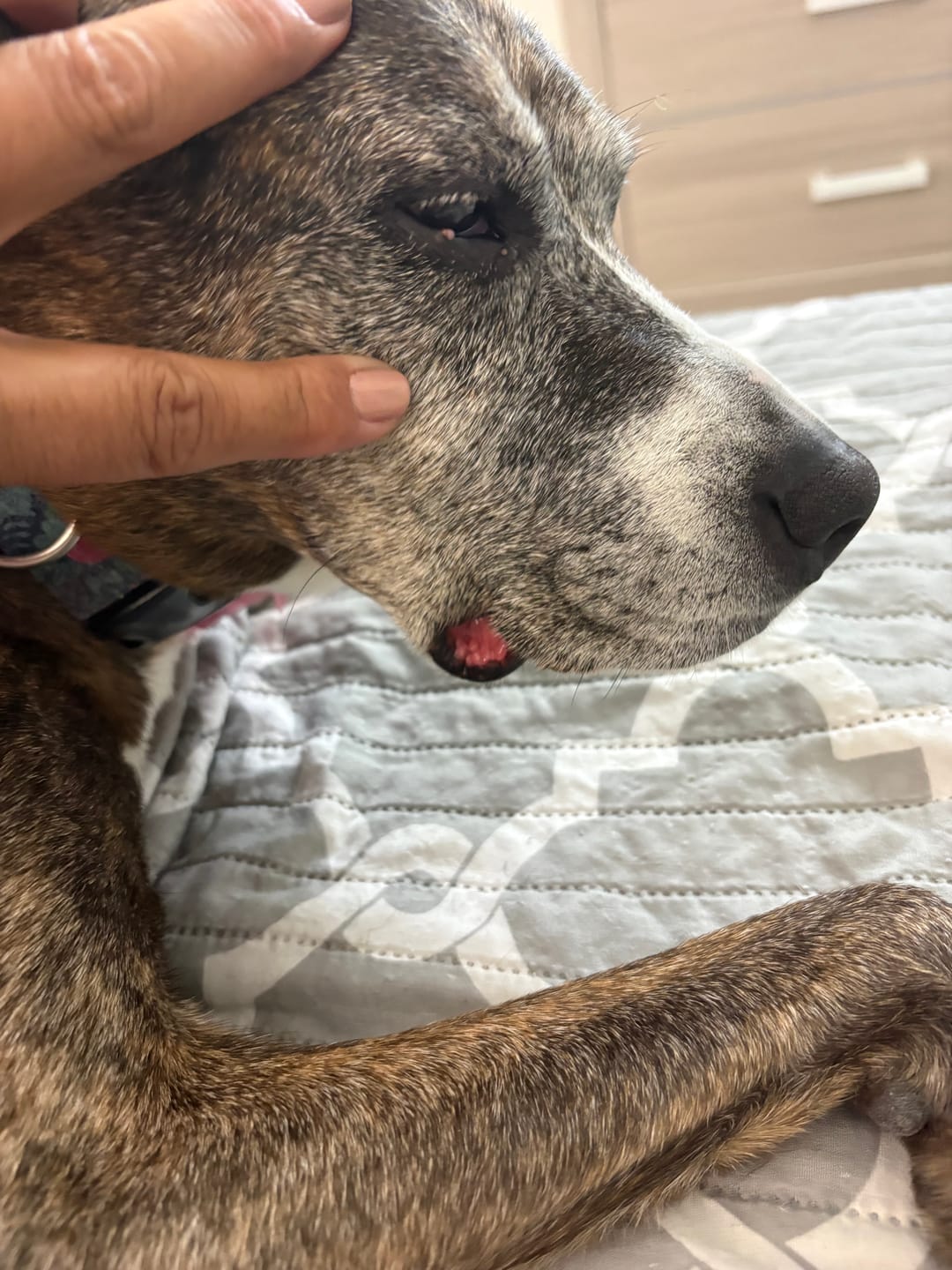 Customer photo review of K9 Immune™