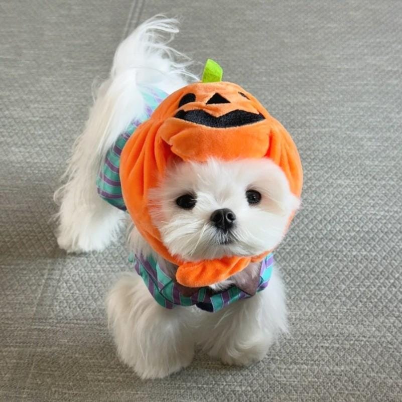 Customer photo review of Halloween Pumpkin Hats Costume
