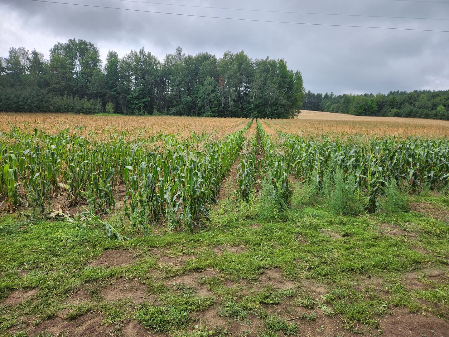 Customer photo review of *Revision Attribute II Sweet Corn (Roundup Ready)