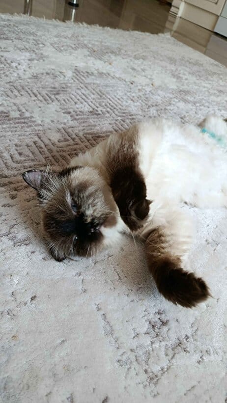 Customer photo review of Kedi Köpek Tüy Toplama Eldiveni | Nazik Evcil Hayvan Bakım ve Masaj Eldiveni