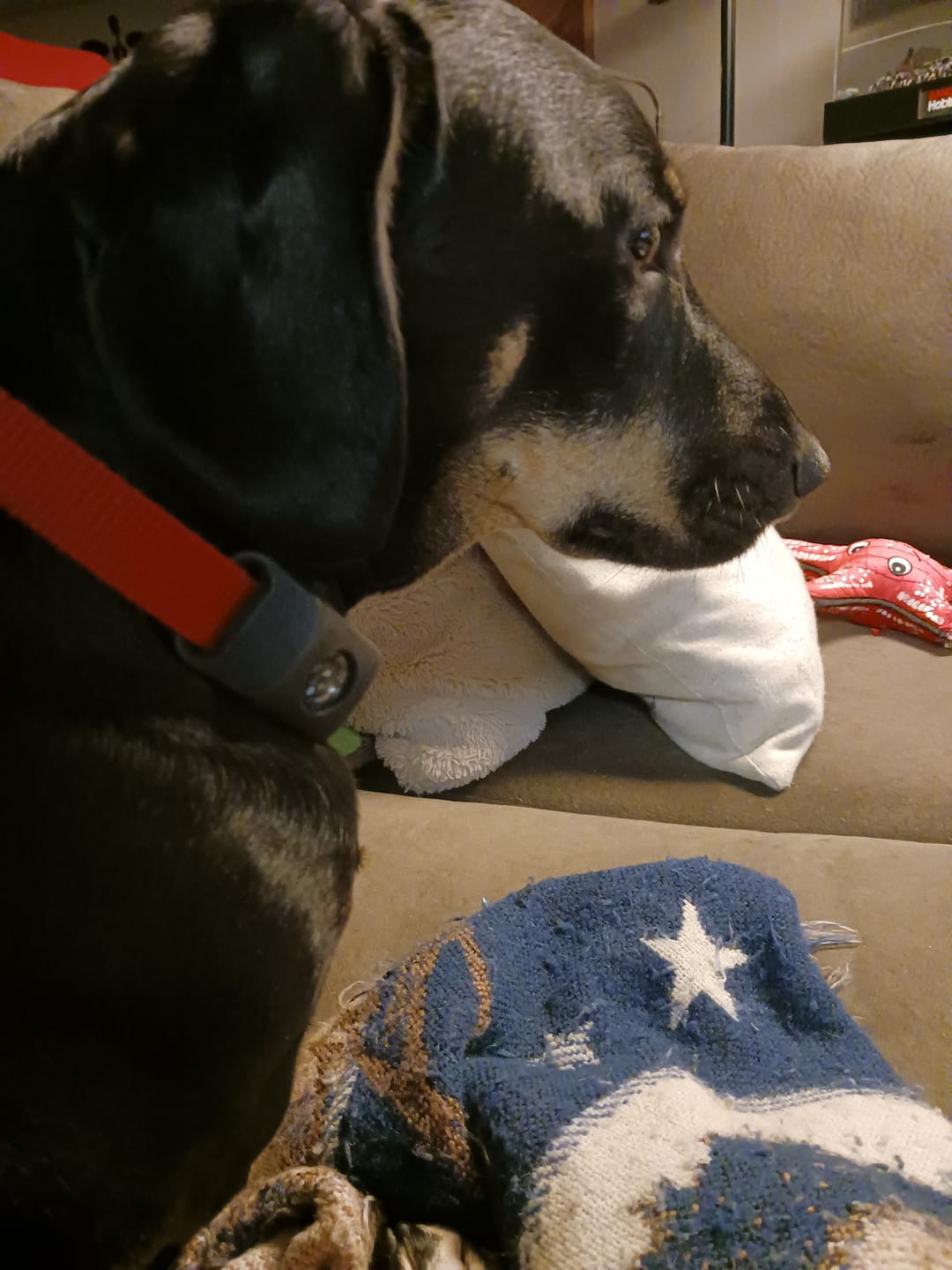 Customer photo review of FurLife™ - 12 Months All Natural Flea and Tick Tags for Dogs