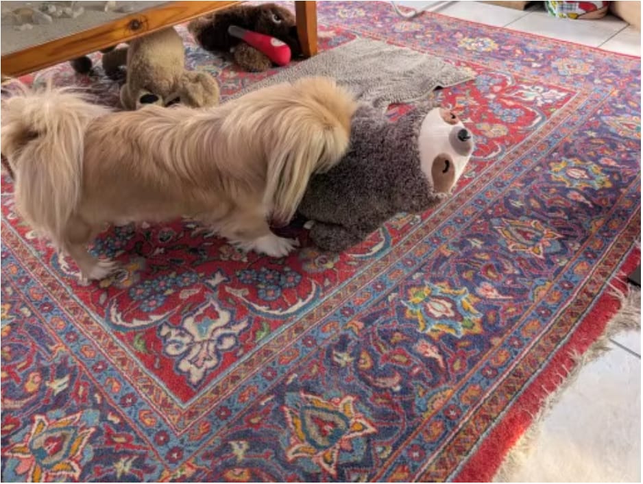 Customer photo review of The Littermate — Heartbeat & Warmth Puppy Sleep Toy