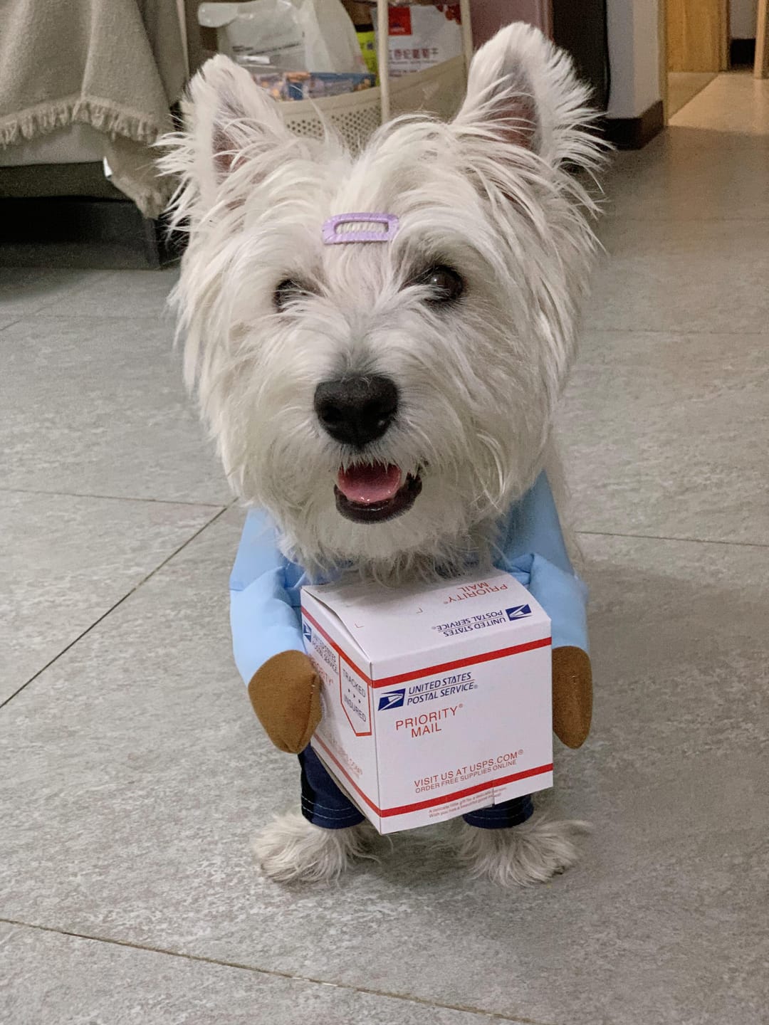 Customer photo review of Dog Mail Carrier Costume USPS