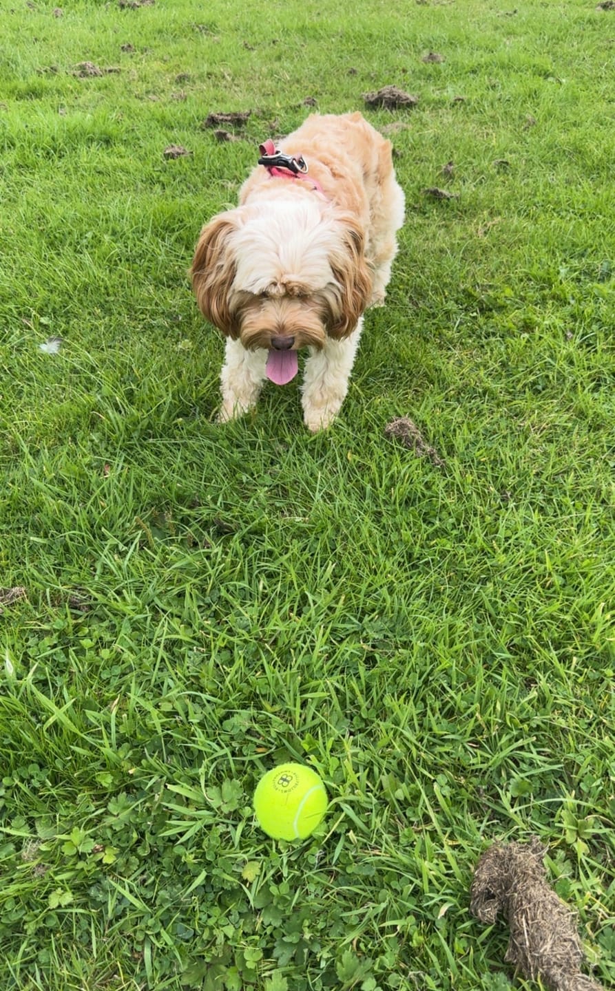 Customer photo review of Dog Tennis Balls