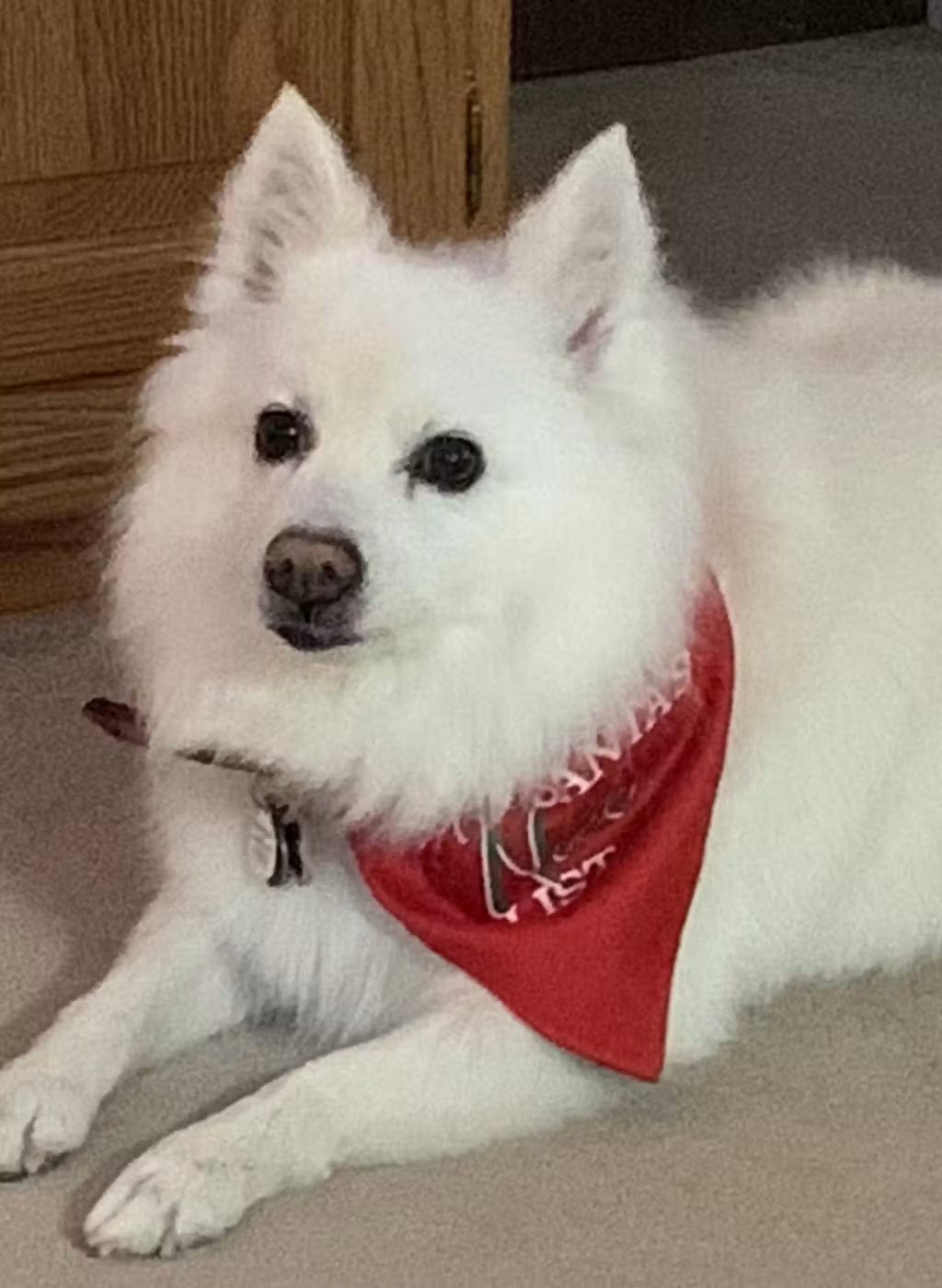 Customer photo review of Dog Planter - Samoyed