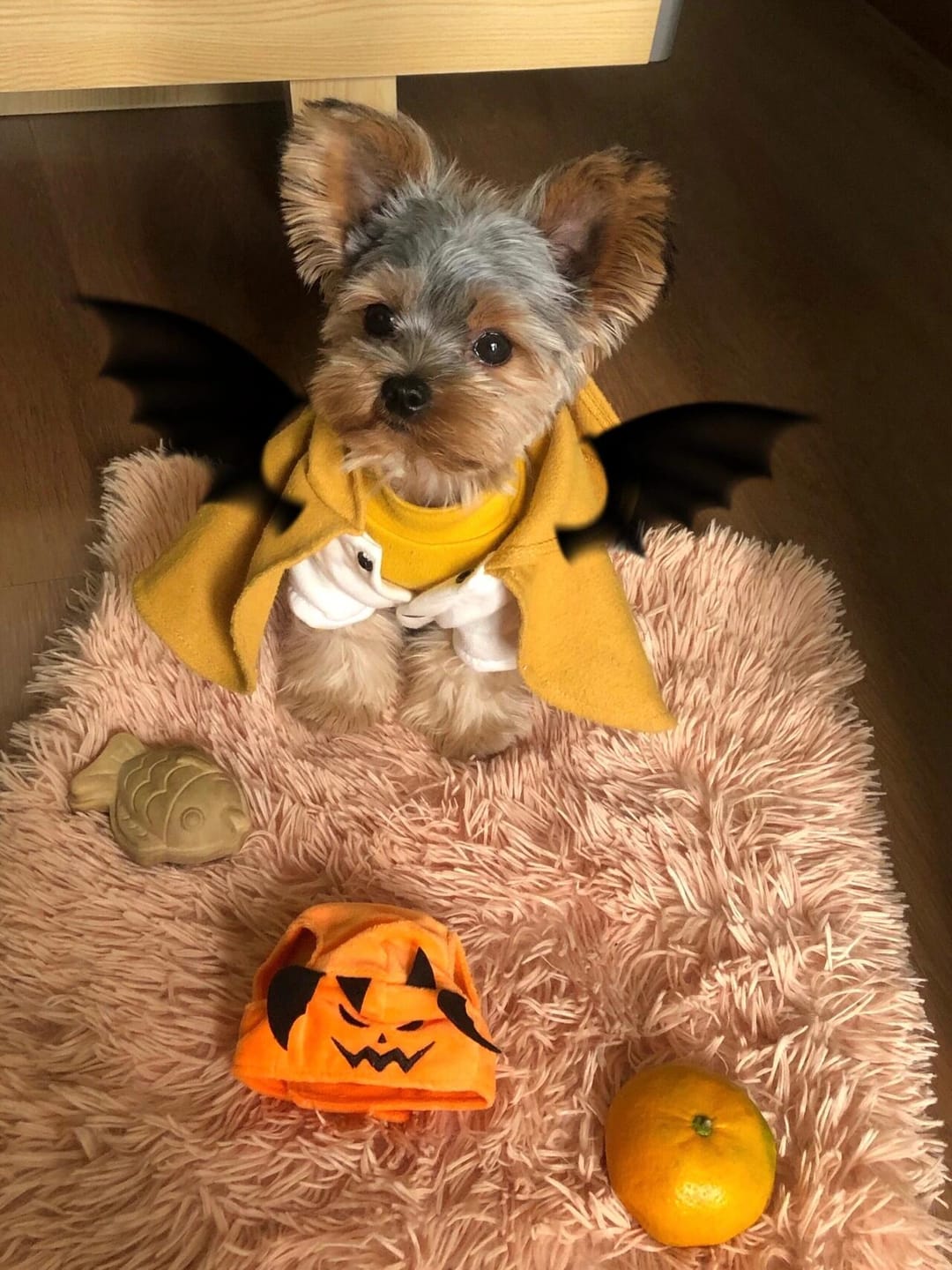 Customer photo review of Halloween Costumes - 1Pcs Adjustable Orange Pumpkin Hat Pet
