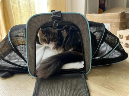 Customer photo review of Expandable Cat Travel Carrier