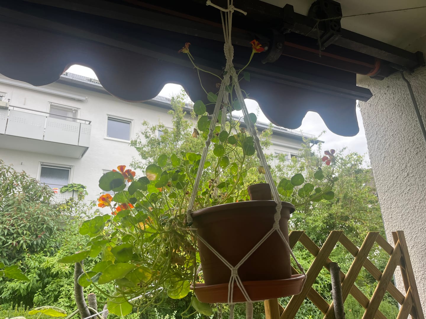 Customer photo review of Rankende Kapuzinerkresse