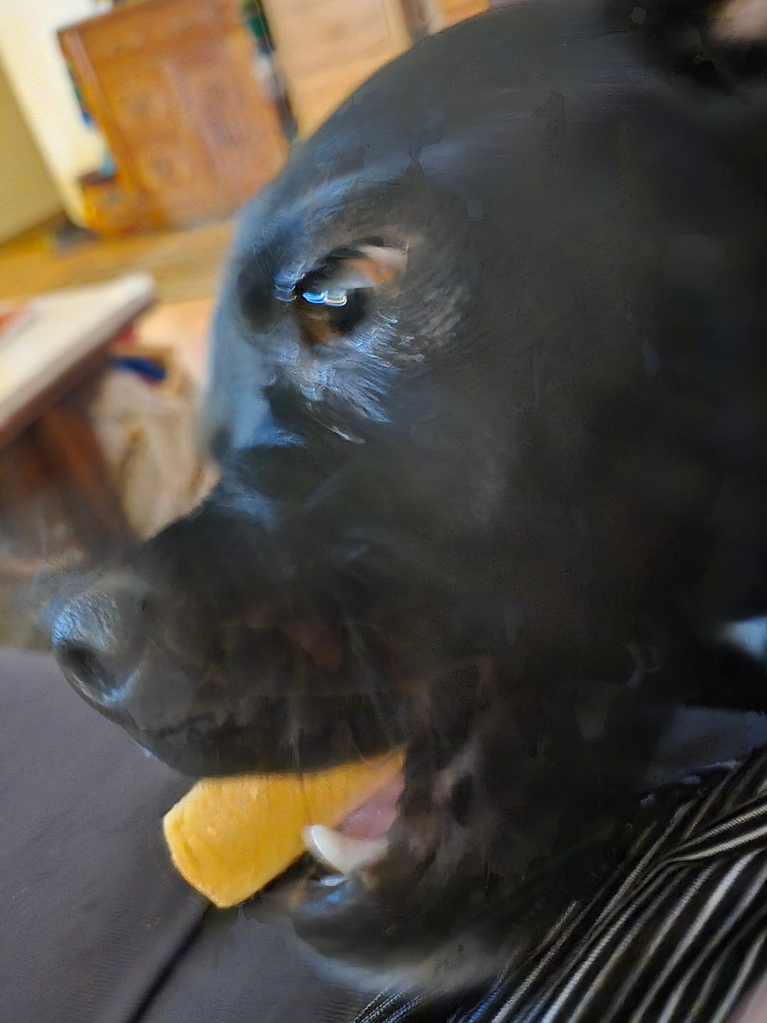 Customer photo review of Himalayan Yak Chew (MEDIUM)
