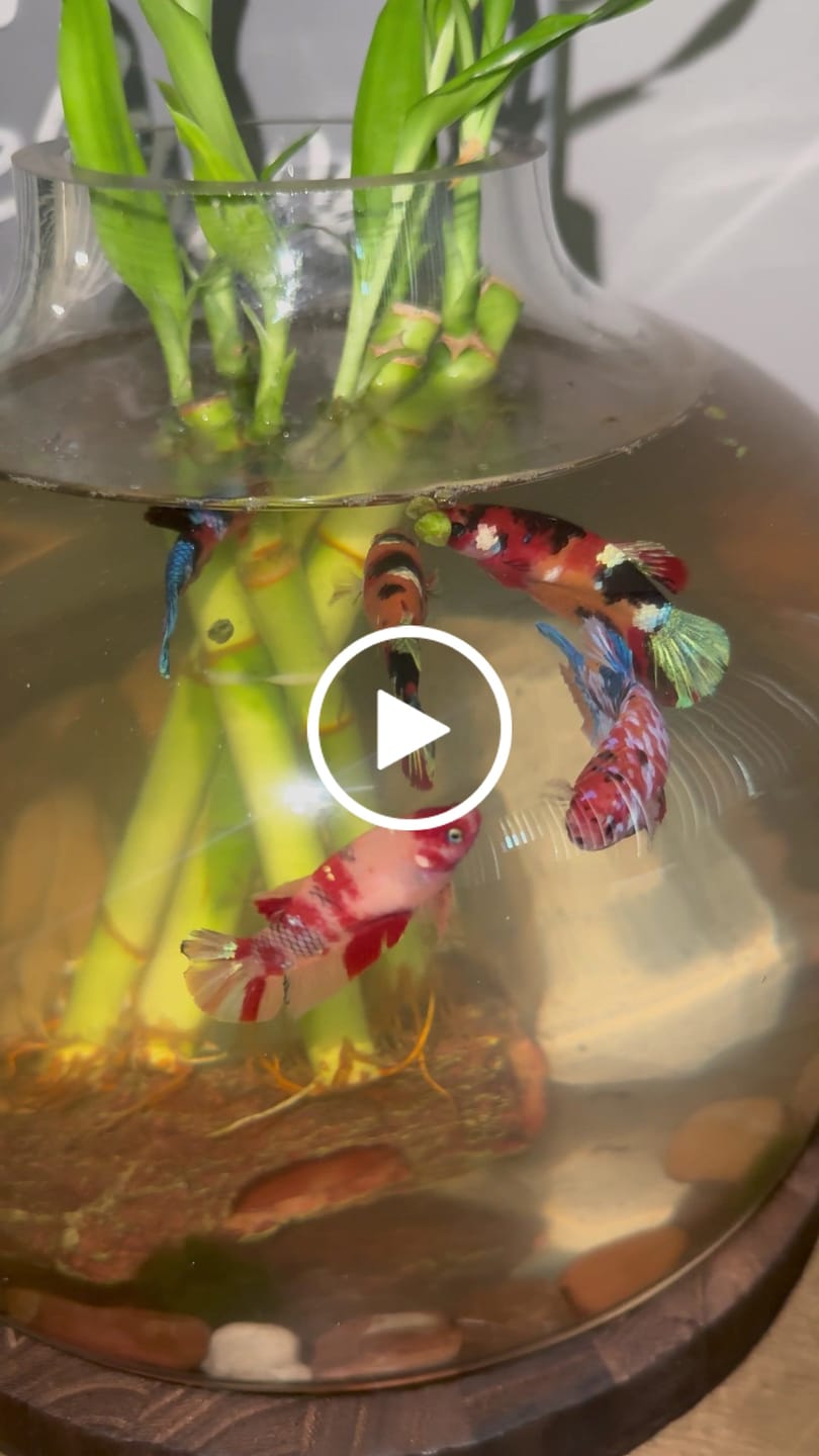 Customer video review of Koi Nemo Fire Female Betta Sorority | Successful Sorority Pack