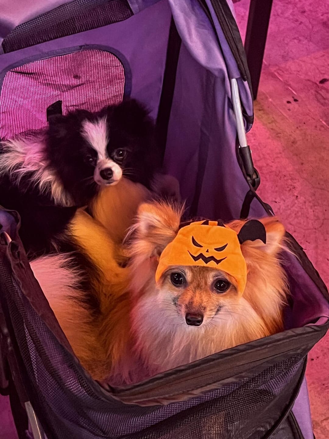 Customer photo review of Halloween Costumes - 1Pcs Adjustable Orange Pumpkin Hat Pet