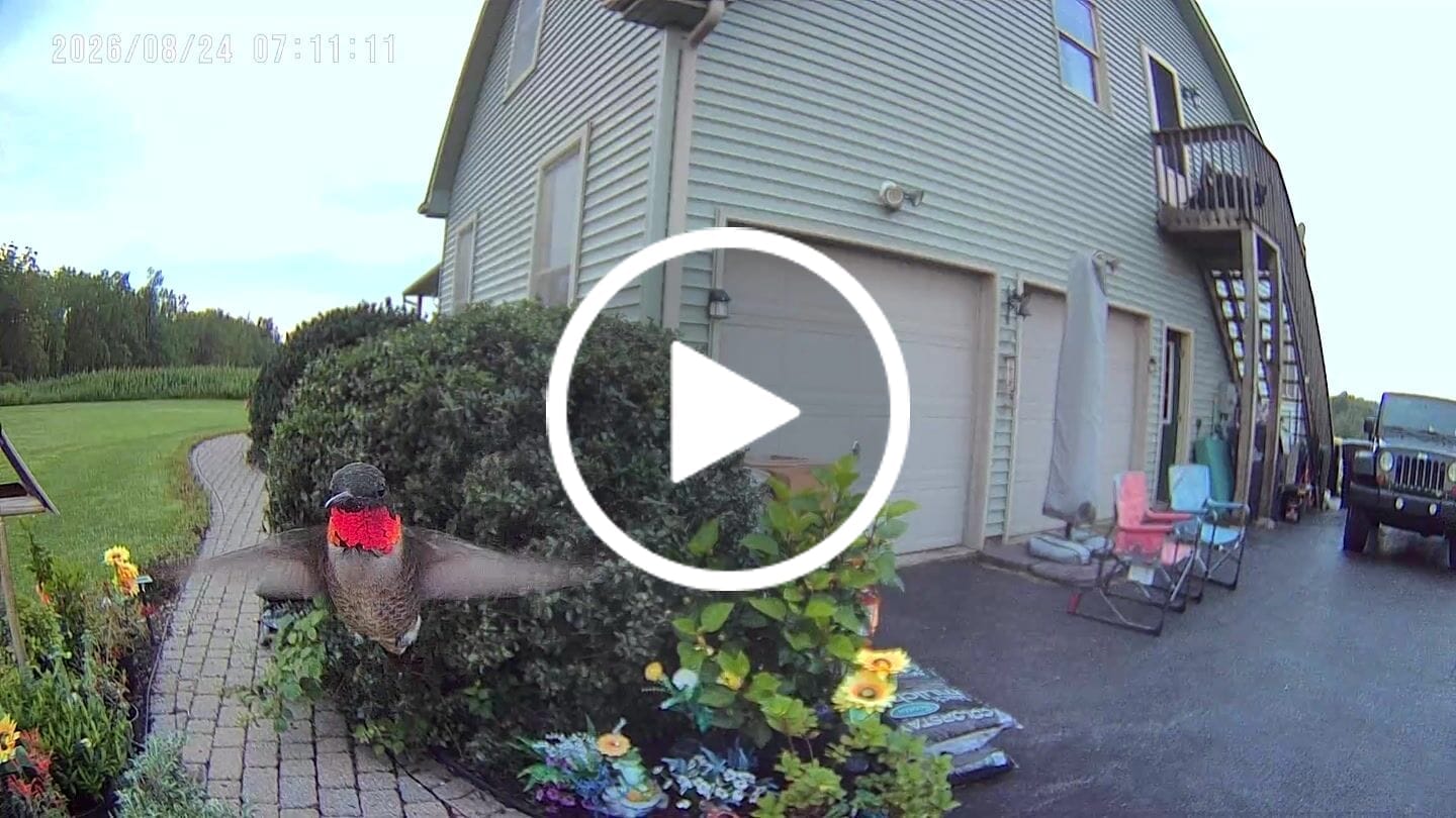 Customer video review of Smart Solar Hummingbird Feeder with HD Camera