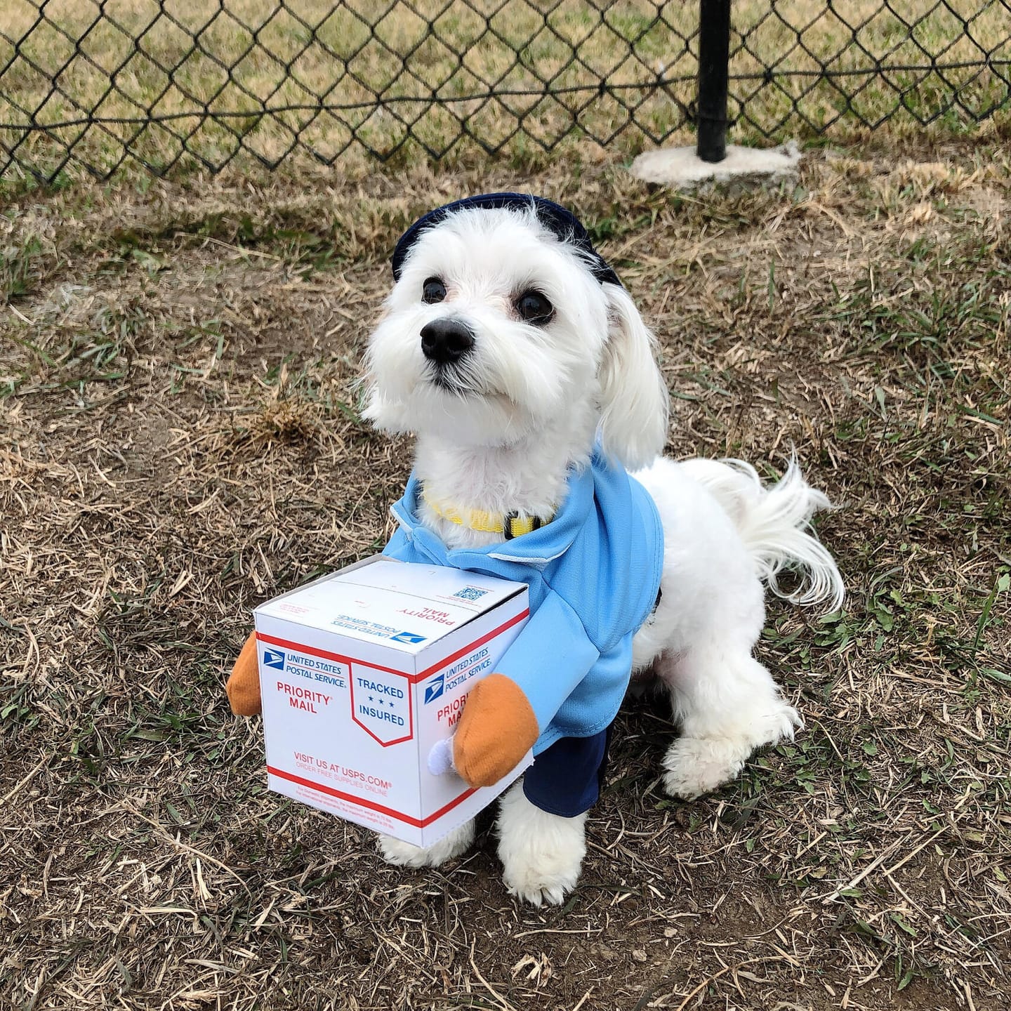 Customer photo review of Dog Mail Carrier Costume USPS