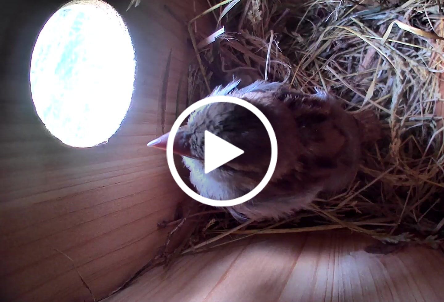 Customer video review of Birdfy Nest Ebony - Wooden Smart Birdhouse