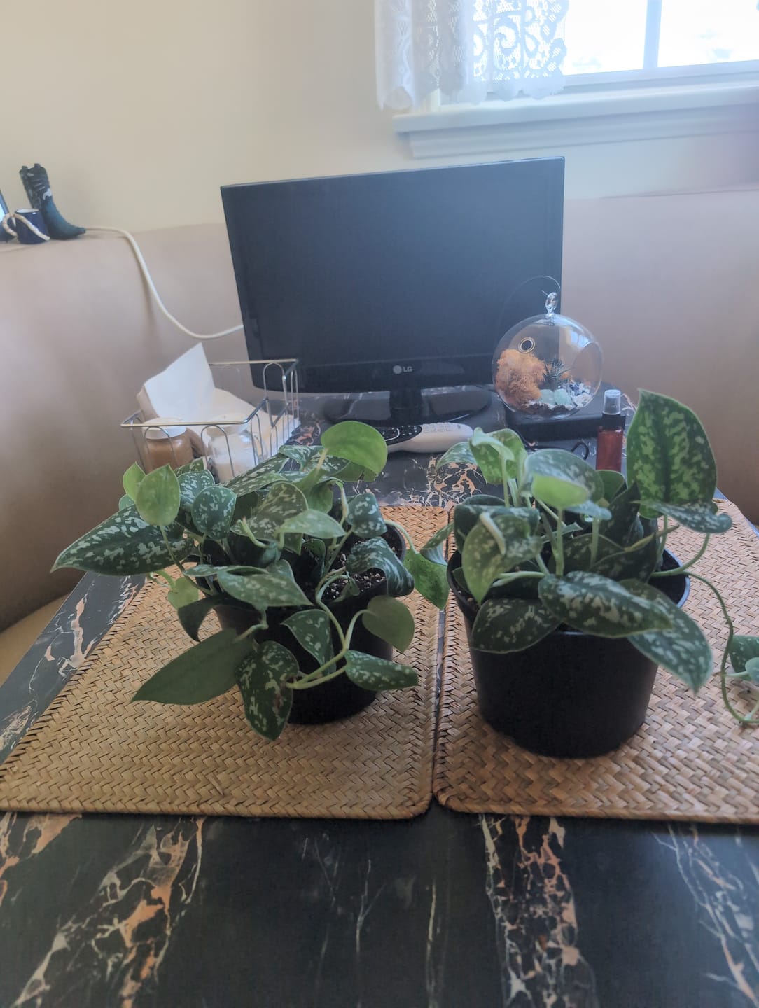 Customer photo review of Silver Satin Pothos Live Houseplant - Scindapsus Pictus Argyraeus - Silver Pothos Plant - Easy Care Low-Light Houseplant